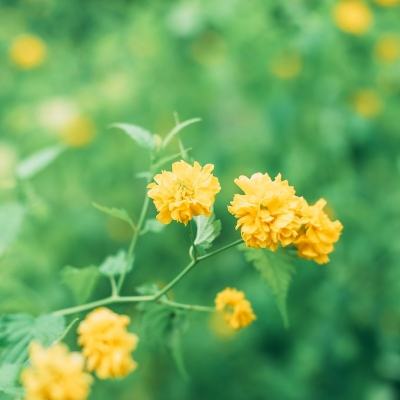 萝莉小精灵满v破解版下载